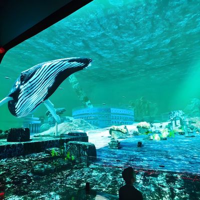 Good price Northern Lights Experiential Theatre Indoor Immersive Cinema online